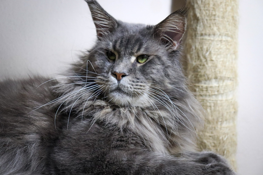 maine coon